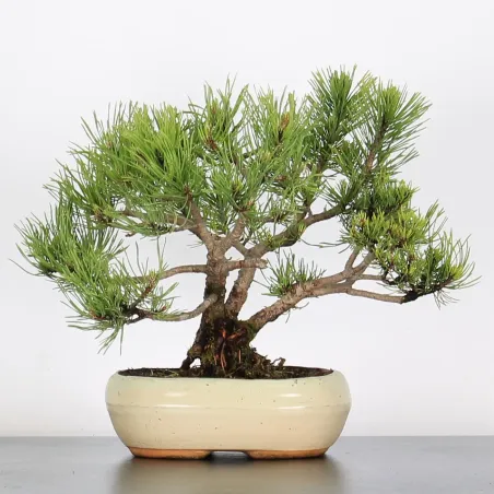 Mugo Bonsai Pine PM-1-7