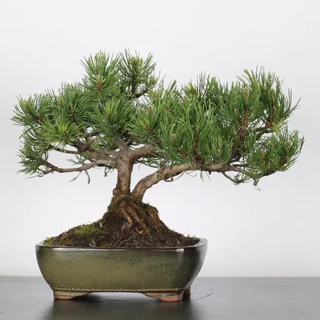 Mugo Bonsai Pine PM-1-8
