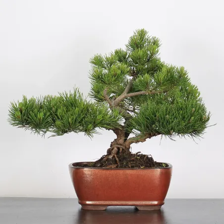 Mugo Bonsai Pine PM-1-9