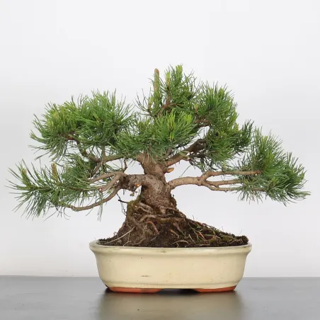Pin mugo bonsai PM-1-10