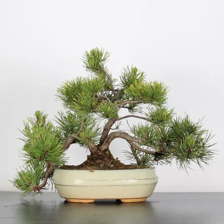 Mugo Bonsai Pine PM-1-12