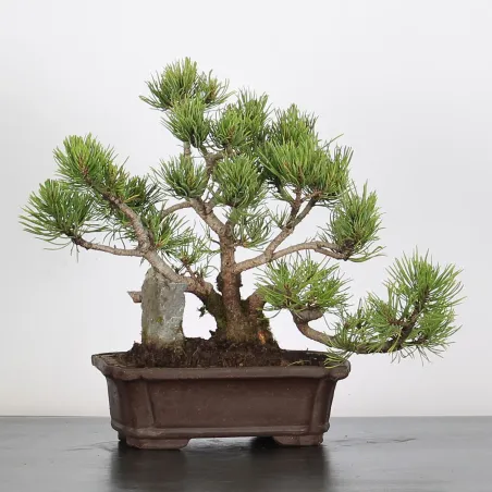 Mugo Bonsai Pine PM-1-13