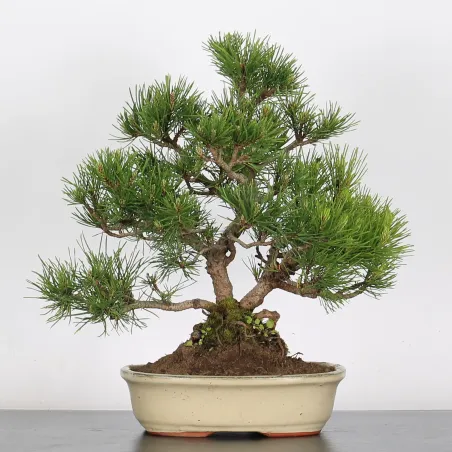Mugo Bonsai Pine PM-1-14