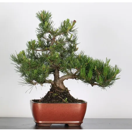 Mugo Bonsai Pine PM-2-2