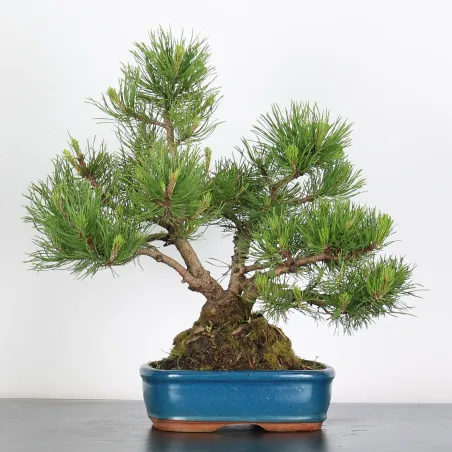 Mugo Bonsai Pine PM-2-5
