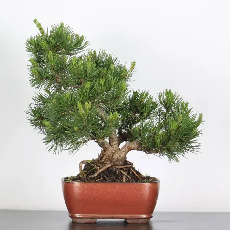 Mugo Bonsai Pine PM-2-6