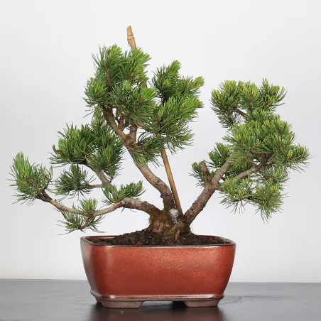 Mugo Bonsai Pine PM-2-7