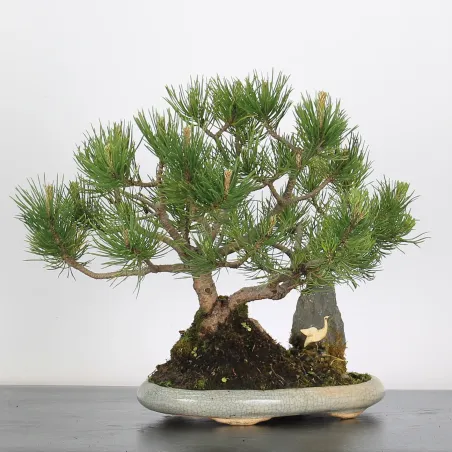 Mugo Bonsai Pine PM-2-9
