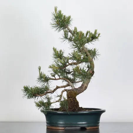Pin mugo bonsai PM-3-1