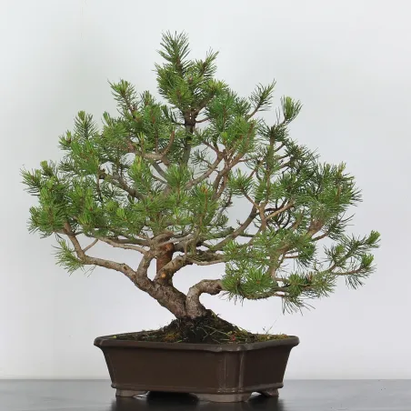 Mugo Bonsai Pine PM-3-3