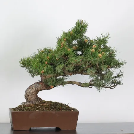 Mugo Bonsai Pine PM-3-4