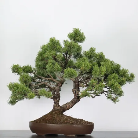 Mugo Bonsai Pine PM-3-8