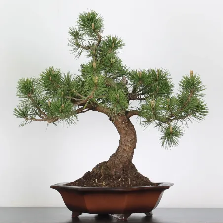 Mugo Bonsai Pine PM-3-9