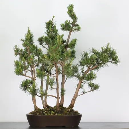 Mugo Bonsai Pine PM-4-5