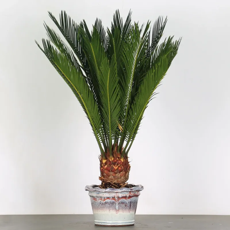 CYCAS REVOLUTA 1-2