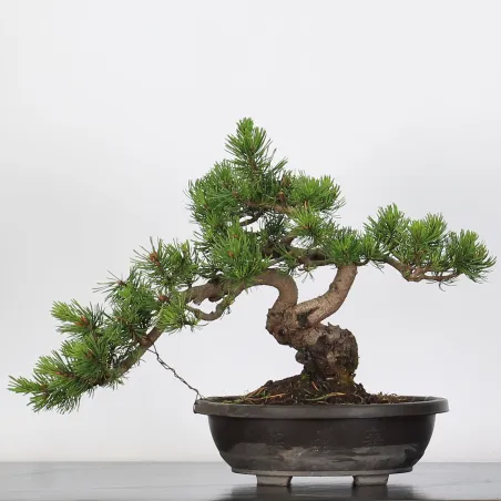 Mugo Bonsai Pine PM-1-11