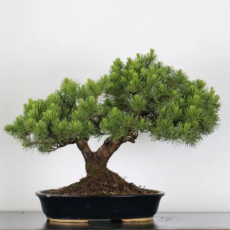 Mugo Bonsai Pine PM-2-15