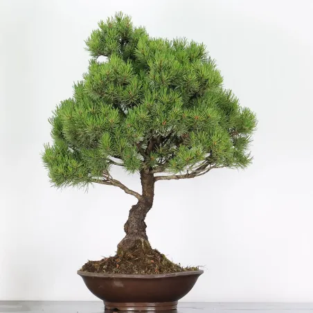 Mugo Bonsai Pine PM-4-1