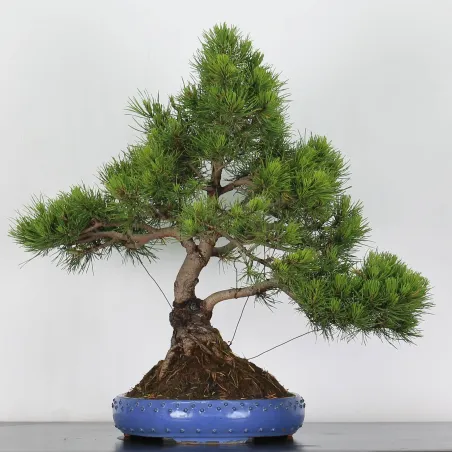 Pin mugo bonsai PM-4-8