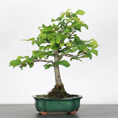 image supplémentaire - CHARME "Carpinus" 1-15