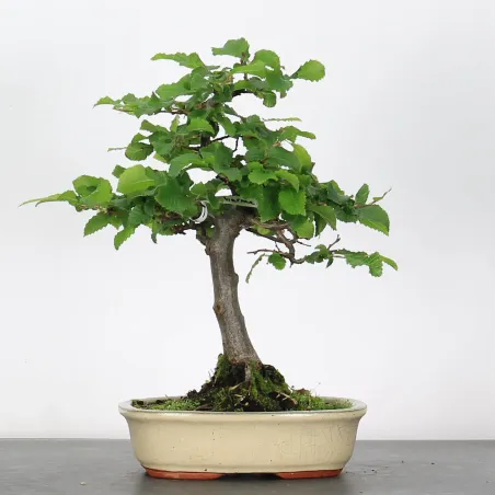 Bonsai Charmes CH-2-8