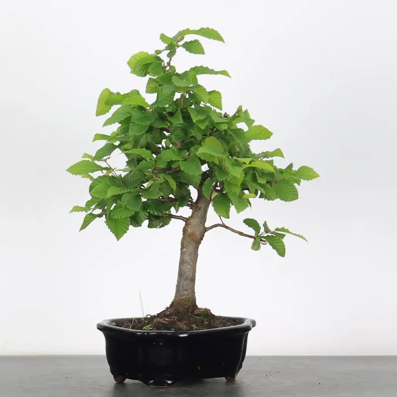 image supplémentaire - CHARME "Carpinus" 2-18