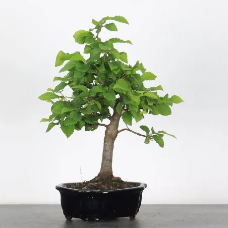 image supplémentaire - CHARME "Carpinus" 2-18