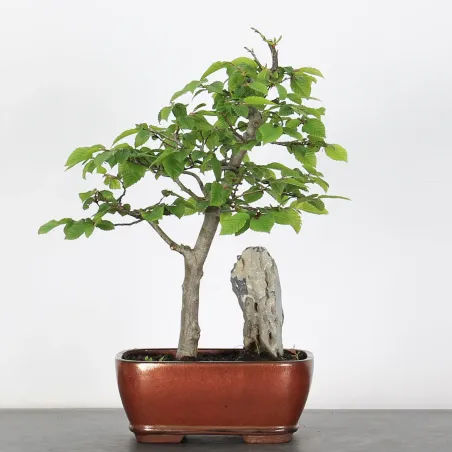 image supplémentaire - CHARME "Carpinus" 2-24