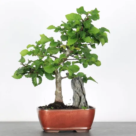 image supplémentaire - CHARME "Carpinus" 2-25