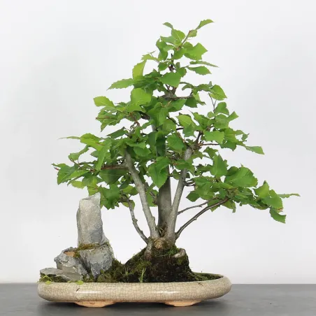 image supplémentaire - CHARME "Carpinus" 3-1