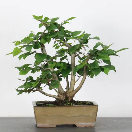 image supplémentaire - CHARME "Carpinus" 3-11