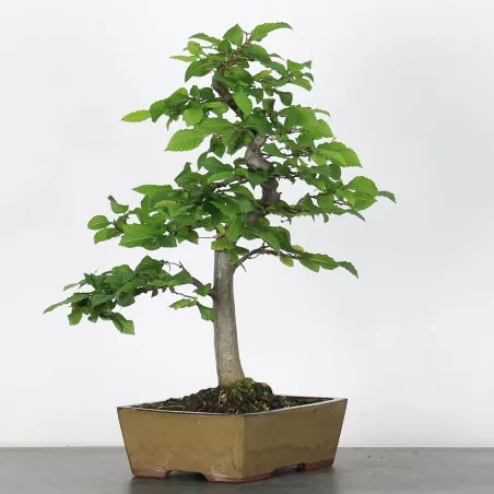 image supplémentaire - CHARME "Carpinus" 3-15