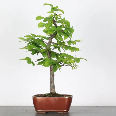 image supplémentaire - CHARME "Carpinus" 3-16
