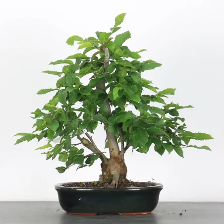 image supplémentaire - CHARME "Carpinus" 3-18