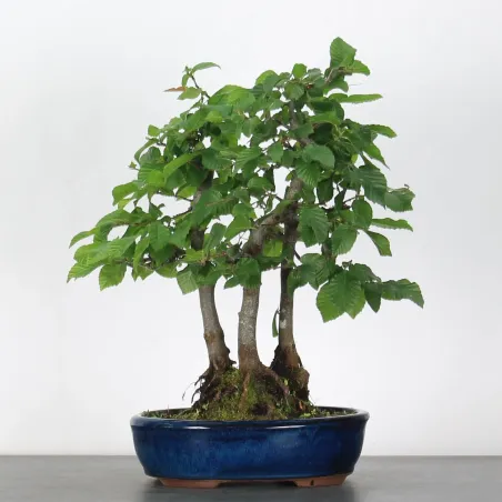 image supplémentaire - CHARME FORET "Carpinus" 1-1