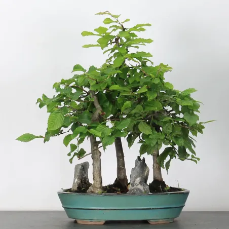 Bonsai Charmes Forêt CHF 1-7