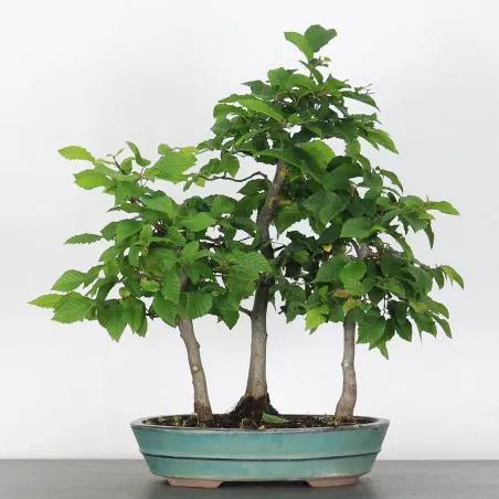 CHARME FORET "Carpinus" 1-8