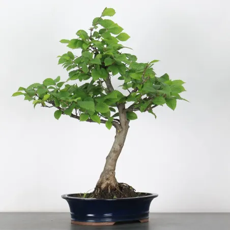 image supplémentaire - CHARM "Carpinus" 4-1