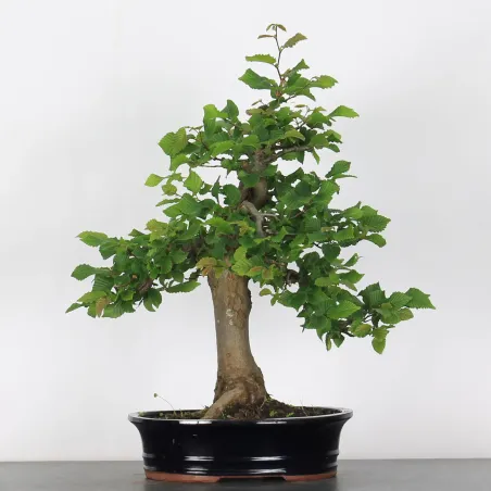 image supplémentaire - CHARME "Carpinus" 4-6