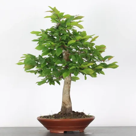 image supplémentaire - CHARME "Carpinus" 4-9