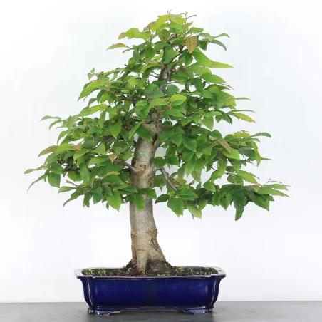 image supplémentaire - CHARME "Carpinus" 5-4