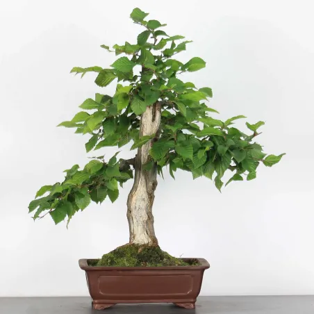 image supplémentaire - CHARME "Carpinus" 5-6