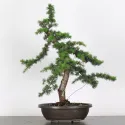 Cèdre de l\'Atlas "CEDRUS ATLANTICA" 1-2