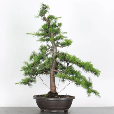 image supplémentaire - BONSAI "CEDRUS ATLANTICA" 1-5