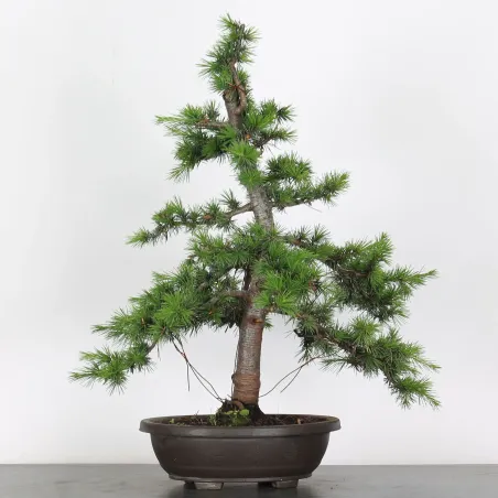 Atlas Cedar Bonsai