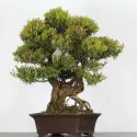 MYRTE "Myrtus" 2-2