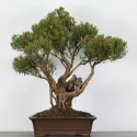 MYRTE "Myrtus" 2-3
