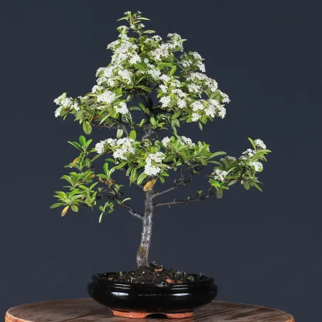 image supplémentaire - PYRACANTHA 1-2