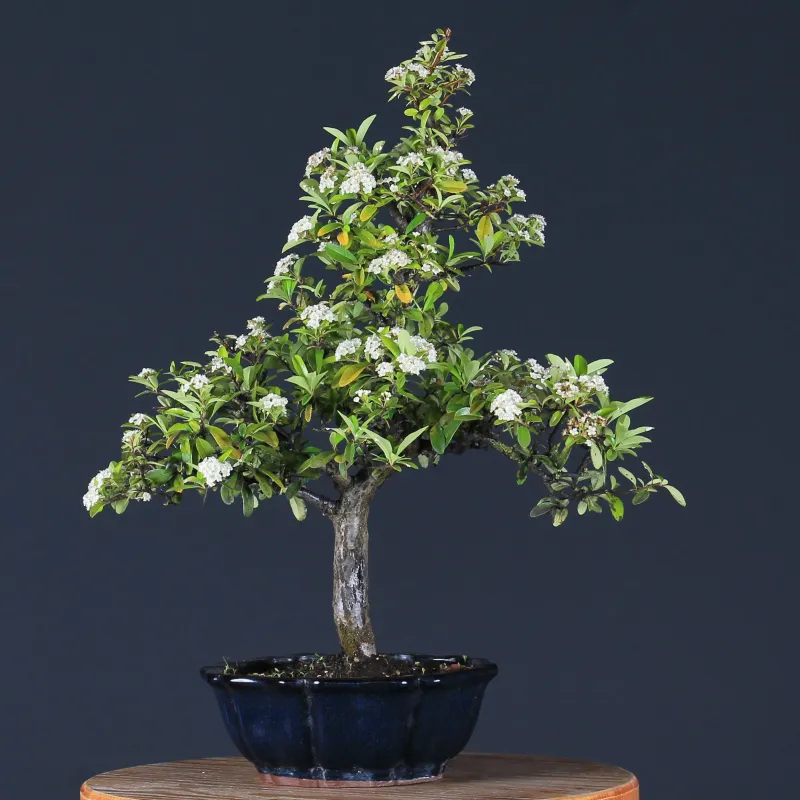 image supplémentaire - PYRACANTHA 1-12