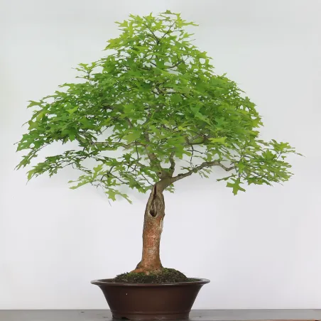 BONSAI CHÊNE ROUGE D'AMERIQUE "Quercus rubra" 1-3